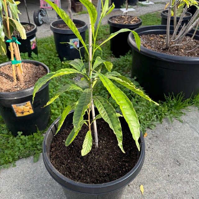 Abiu Fruit Tree: Yellow Caimito, Tropical Delight (10in to 24in