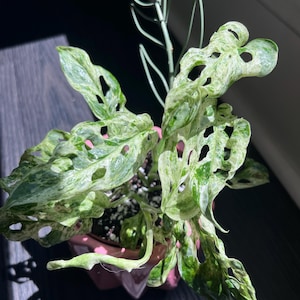 Shelby added a photo of their purchase