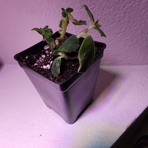 Etsy-Käufer:in hat ein Foto des gekauften Artikels hinzugefügt