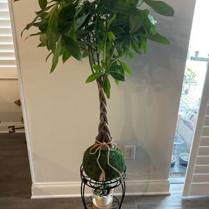 Money Tree Kokedama - Handcrafted Moss Ball, Lucky Pachira Aquatica, Big  Plant - Etsy