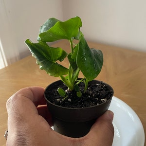 spfranny ha aggiunto una foto del proprio acquisto