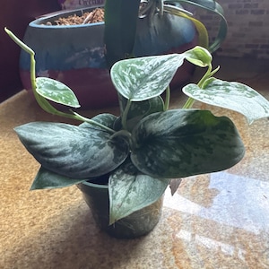 Ahna added a photo of their purchase