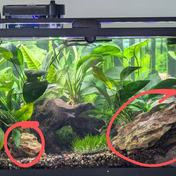 K2AQUA Hornwort Live Aquatic Plant - 5 Stems, 7-12cm Each, Fast-Growing Oxygenating Plant For Aquariums & Ponds