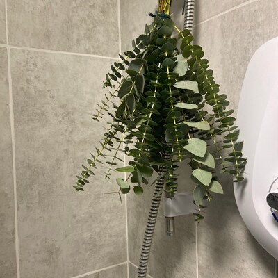 Shower Eucalyptus Bundle Fresh Cut Eucalyptus - Etsy UK