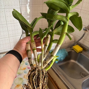 Angela added a photo of their purchase