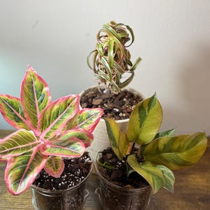 glcksfeder xxl Glcksfeder | Zamioculcas zamiifolia