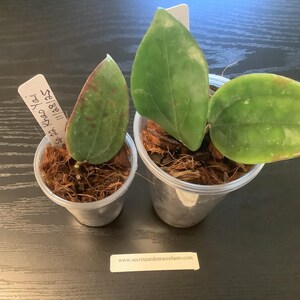 Hoya Sp. 22 Khao Yai, Rare Hoya, Rooted Plant Shipped in 2.5