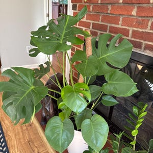 Robin added a photo of their purchase