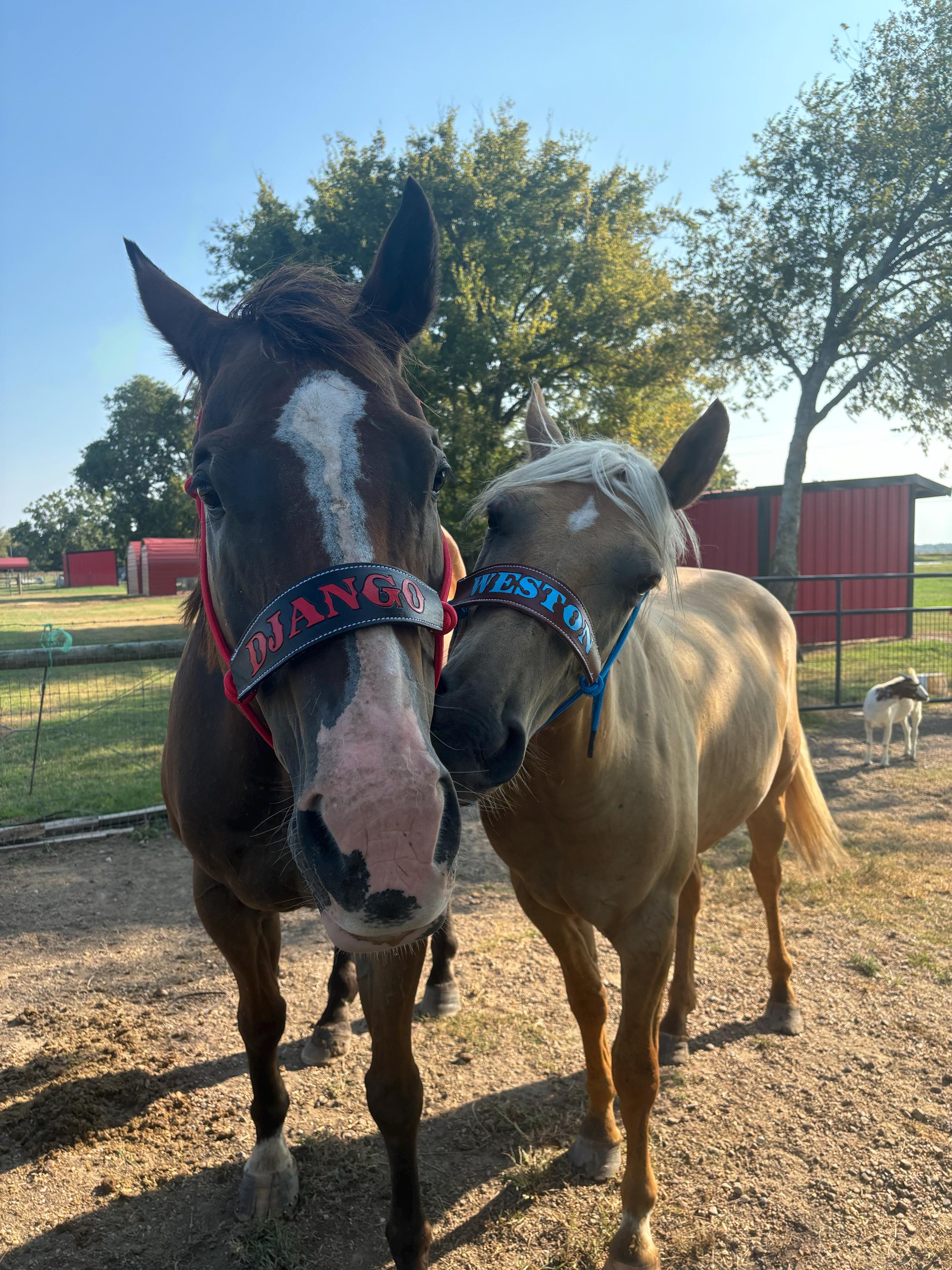 Skinny Bronc Poly Rope Halter