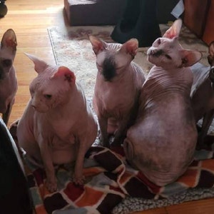 Bibi hat ein Foto des gekauften Artikels hinzugefügt