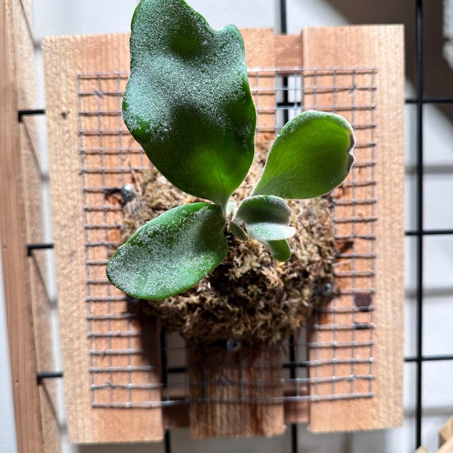 P. Celso tatsuta OC④ P.willinckii cv. Celso Tatsuta (OC) 時代的眼淚，但依舊很美