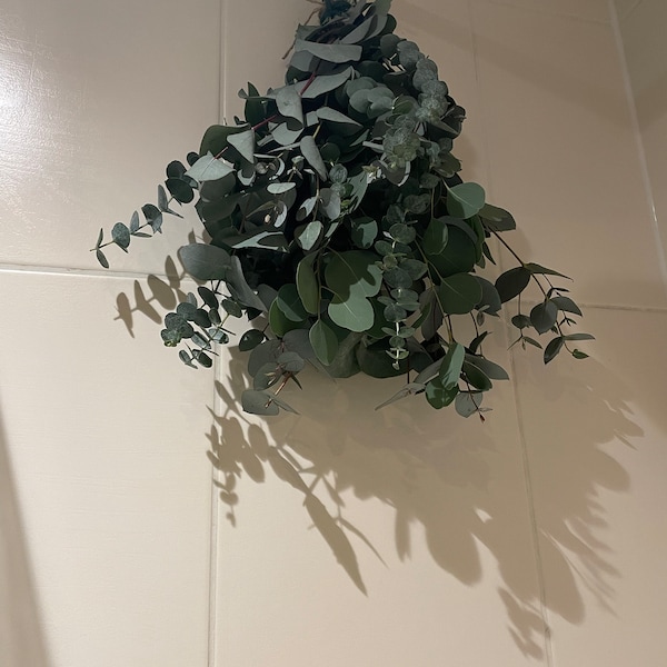 Shower Eucalyptus Bundle - Fresh Cut Eucalyptus - Etsy UK
