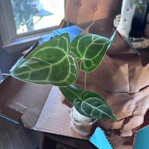 Korina added a photo of their purchase