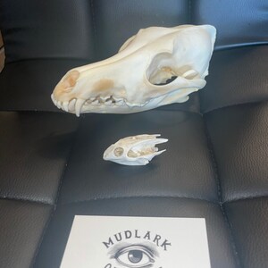 本物のコヨーテの頭蓋骨 - Etsy 日本