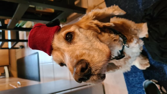 Customer photo of a pet with the Fez Hat mini small pet Cat Dog Hedgehog Vogue