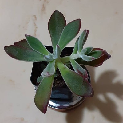 Imported Lithops Living Stone Succulent Plant - Etsy