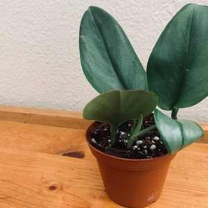 Hoya Krohniana Silver Super Eskimo mini plant | Etsy