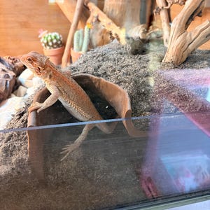 Lithe added a photo of their purchase