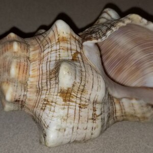 Conch Sea Shell Garden Quality 68 Conch Shell - Etsy