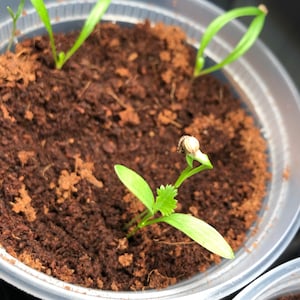 Brittany ha añadido una foto de su compra