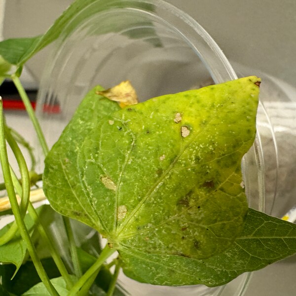 thumbnail image 2 of Gotu Kola / Pennywort Plant - Bare Root (Rau Má Lá Nhỏ) - Up To 50 Plants Available, Herb Seeds Option 2 of 6