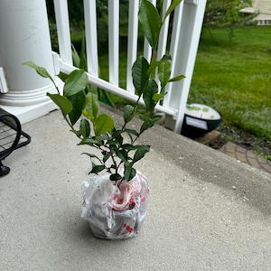 Harini added a photo of their purchase