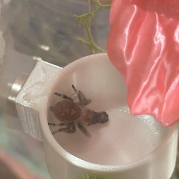 3D Universal Treehouse Insert for Jumping Spiders and Invertebrate ...