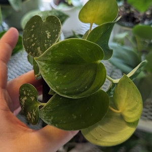 Mackenzie hat ein Foto des gekauften Artikels hinzugefügt