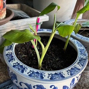 Comprador de Etsy ha añadido una foto de su compra