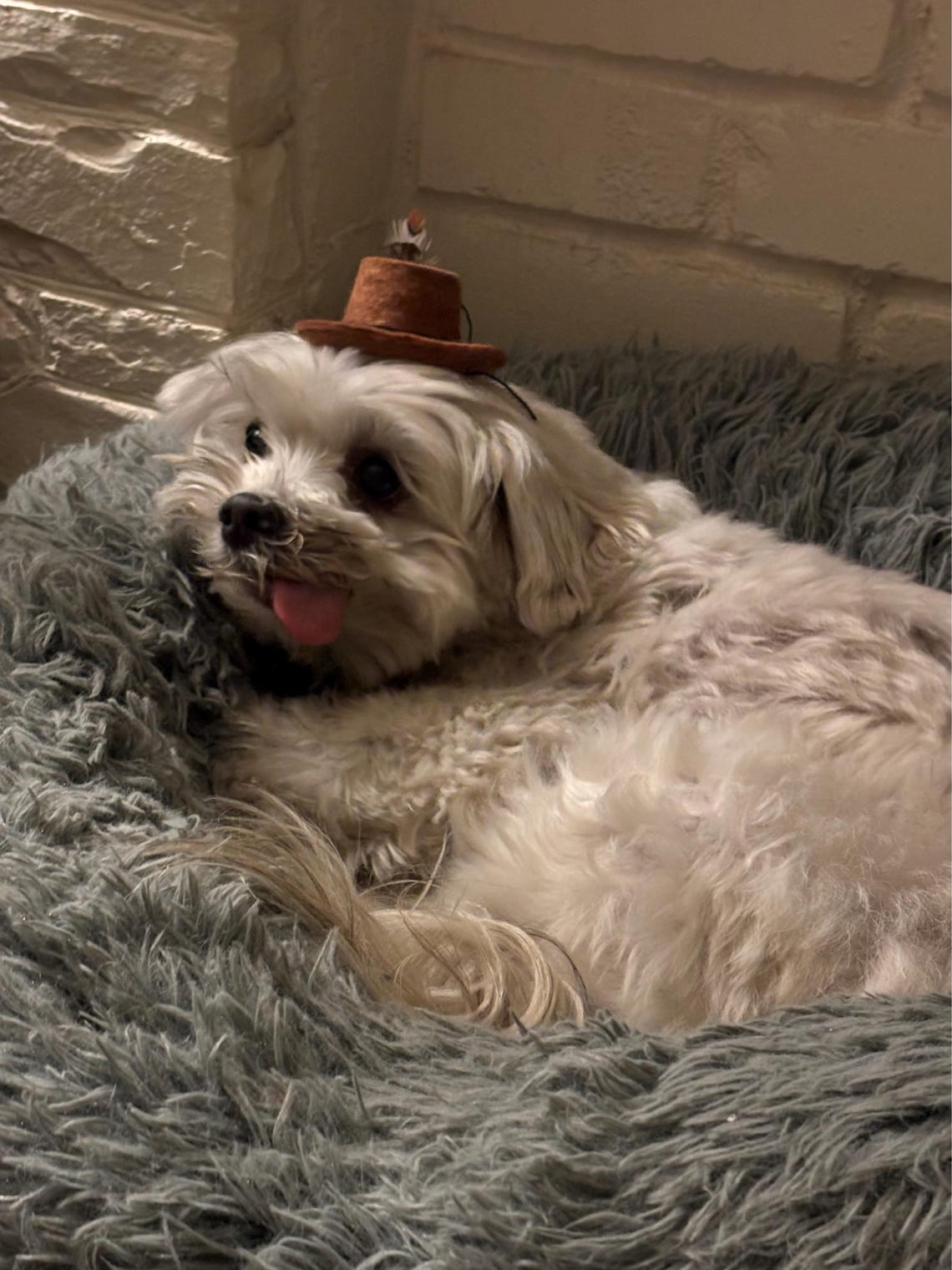 Customer photo of a pet with the Fedora  Hat  for small pet Hedgehog Vogue