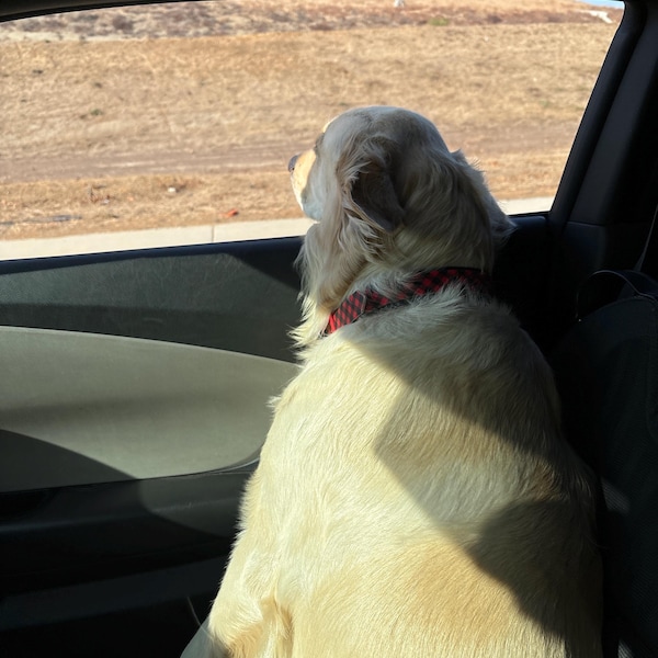 Haoyueer Martingale Collar Adjustable Heavy Duty Nylon Dog Collar For Boys And Girls (A85NO1, L