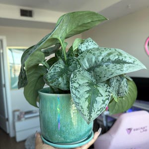 Chynna added a photo of their purchase