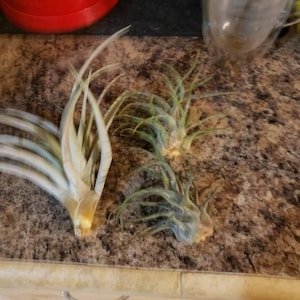 Brenda added a photo of their purchase