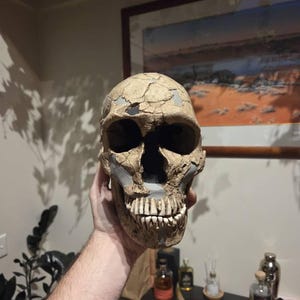 ネアンデルタール人の頭蓋骨のレプリカ - Etsy 日本