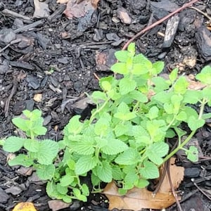 Kathleen hat ein Foto des gekauften Artikels hinzugefügt