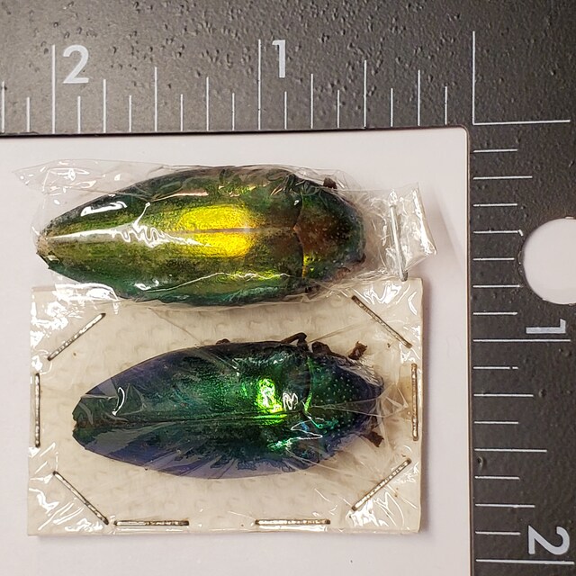 Sternocera Aequisignata RED FORM Buprestid Jewel Beetle Thailand