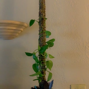 Victoria added a photo of their purchase