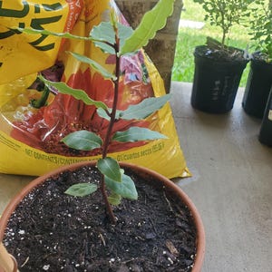 Tammy added a photo of their purchase