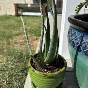Comprador de Etsy ha añadido una foto de su compra