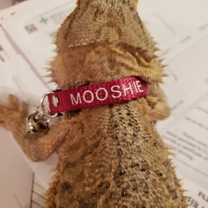 Bearded Dragon Collar Small Pet Collar Lizard Bell Collar Adjustable and  Personalized Great Gift for Any Small Pet Family Member 