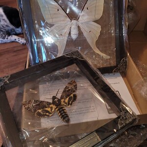 Real Framed Butterfly Handmade Shadow Box Insect Frame - Etsy
