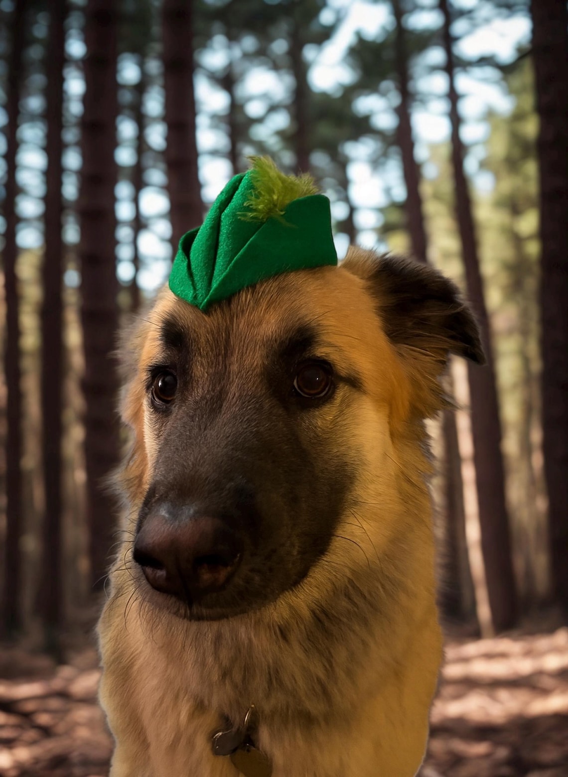 Customer photo of a pet with the Robin Hood Hat small pet Cat Dog Hedgehog Vodue