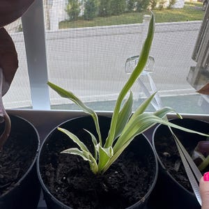 Valerie added a photo of their purchase