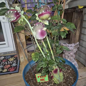 Sally added a photo of their purchase