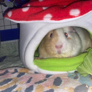 Guinea Pig Bed Red Fleece Toadstool / Mushroom House - Etsy UK