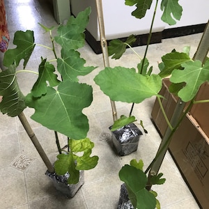 Som ha añadido una foto de su compra