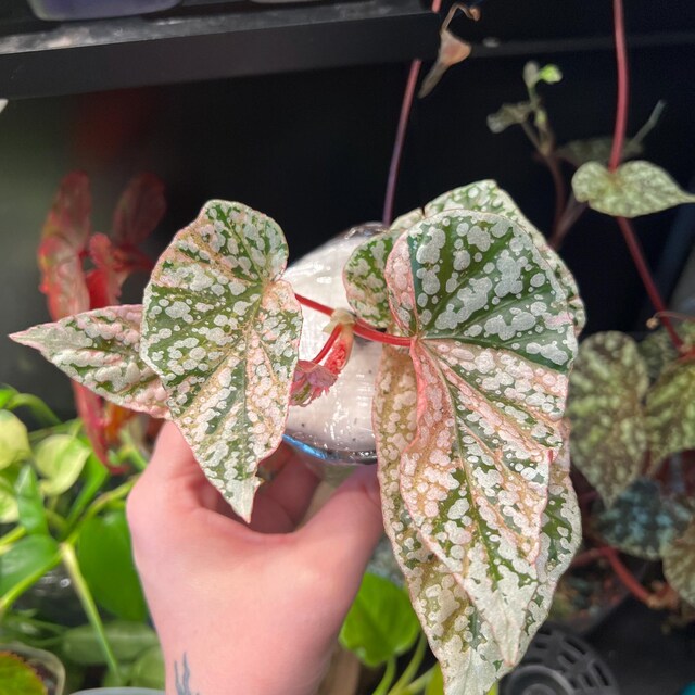 5 Begonia  Capped pink ベゴニア スノーキャップド ベゴニア スノーキャップド ピンク斑入り Snow Capped 激レア