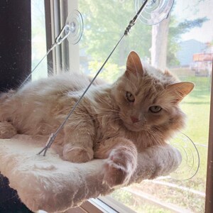 ninapham17964 added a photo of their purchase