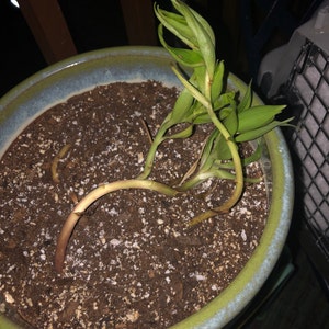 Bee added a photo of their purchase