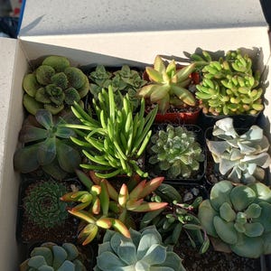 Britney added a photo of their purchase